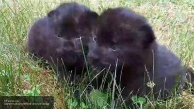 Видеозапись с малышами-пантерами опубликовали сотрудники Барнаульского зоопарка