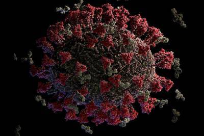 Китай обнародовал геном коронавируса, найденного в Пекине