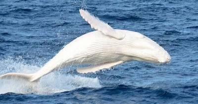 Редкого кита-альбиноса заметили у берегов Австралии