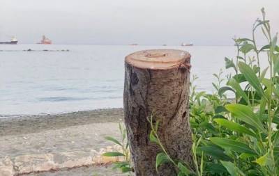 На побережье Лимассола срубили деревья