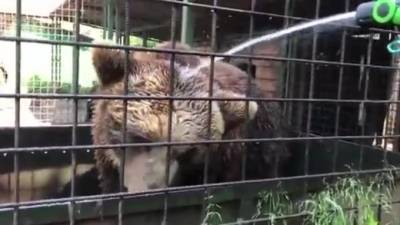 Медведи из РКЦ "Велес" спасаются от жары холодным душем из шланга