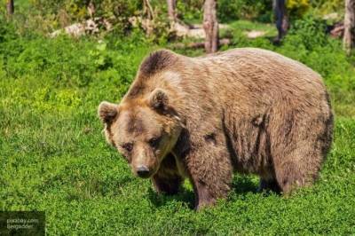 Медведи пытались напасть на детей и домашний скот на Камчатке