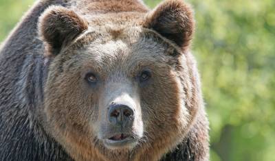 Жители Сочи пожаловались на донимающего их медведя из соседнего леса