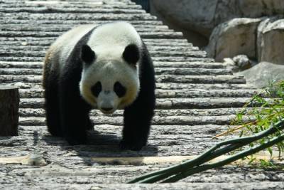 В Московском зоопарке показали общение панд в "панда-чате"