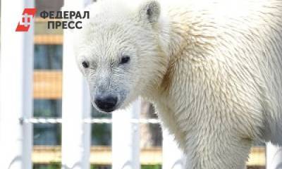 «Роснефть» подвела итоги конкурса на выбор имени для белого медвежонка