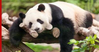 В Московском зоопарке устроили «панда-чат» с Китаем