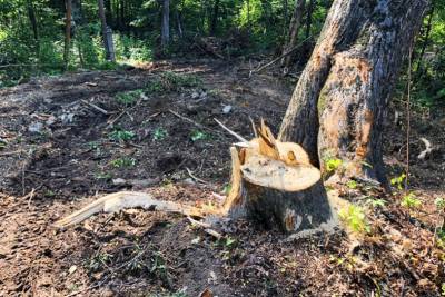 Жителю Северодонецка назначили штраф на незаконную вырубку леса