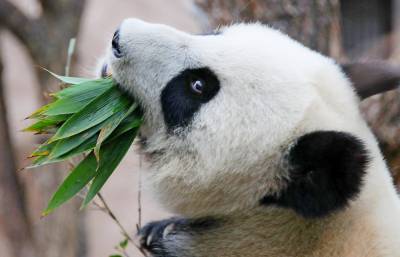 «Панда-чат» запустили для общения животных из Москвы и Китая