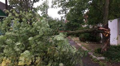 В Минске минувшая гроза с ветром повредила более 550 деревьев