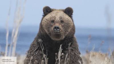 Поведение медведя на видео из России озадачило иностранцев