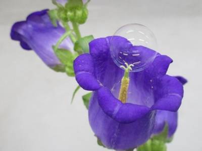 В Японии ученые обучают дроны опылять цветы мыльными пузырями