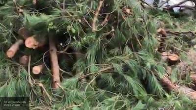 Сильный ветер устроил массовый повал деревьев и повредил коммуникации в Ленобласти