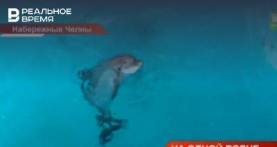 В челнинском дельфинарии появился краснокнижный дельфиненок — видео