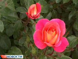 В Румынии стартовал международный фестиваль роз