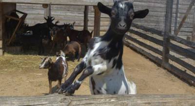 В Новой Зеландии ученые вывели коз с противораковым молоком