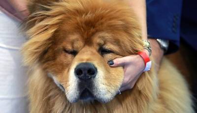 Росгвардейцы применили оружие для спасения москвички от собаки