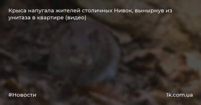 Крыса напугала жителей столичных Нивок, вынырнув из унитаза в квартире (видео)