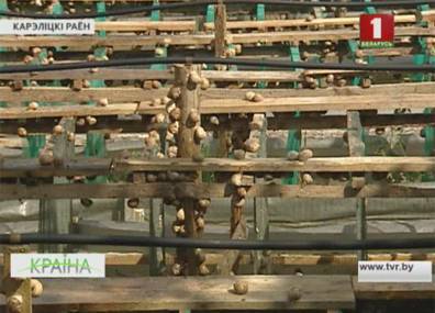 В Беларуси строят первую в нашей стране ферму улиток