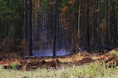 В России за сутки потушили почти 40 лесных пожаров