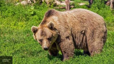 Охотинспекторы спасли детей от нападения голодных "помоечных" медведей на Камчатке