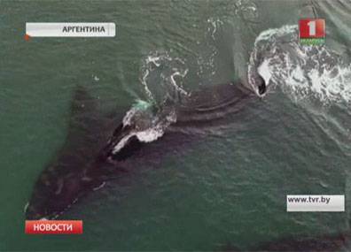 В Аргентине сейчас сезон наблюдения за китами