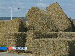 Госконтроль Беларуси выявил факты завышения объемов заготовленных кормов