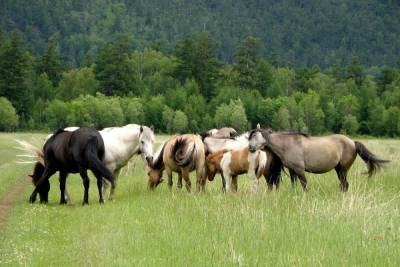 Разряд молнии убил табун лошадей в Казахстане