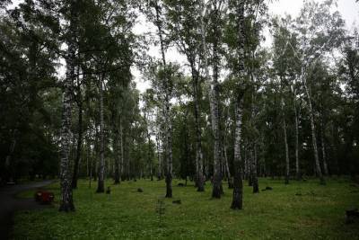 В новосибирском парке «Березовая роща» спилят 250 берез