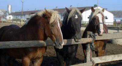 В Казахстане после удара молнии погиб табун лошадей