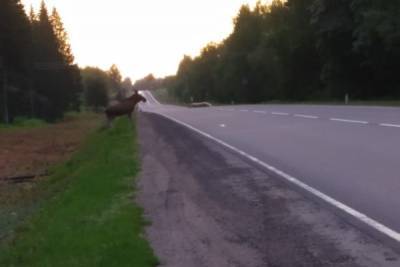 Водителей предупредили о лосе, разгуливающем по Киевскому шоссе