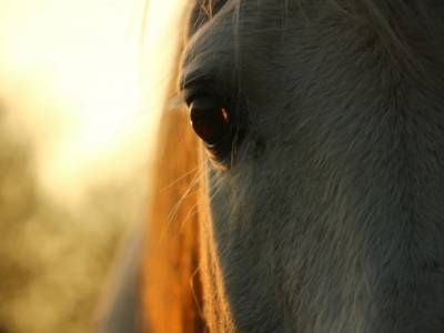 Молния убила табун лошадей в Казахстане - трупы 69 животных нашли в озере (видео)