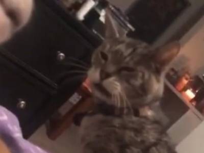 Забавное видео из Сети: наглый кот подло разбудил спящего пса