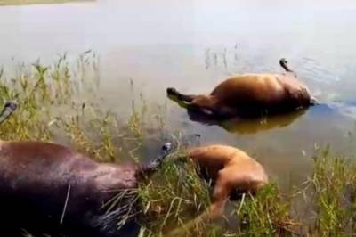 В Казахстане молния убила табун лошадей