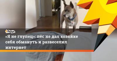 «Янеглупец»: пёс недал хозяйке себя обмануть иразвеселил интернет