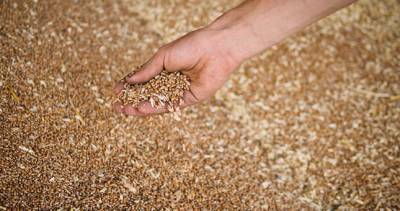 Стало известно, сколько пшеницы Таджикистан закупает у Казахстана