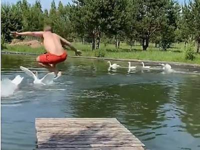 «Людям здесь не место!»: агрессивные гуси прогнали купальщиков со своего пруда