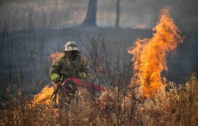 В России с начала года сгорело около 1 млн гектаров леса