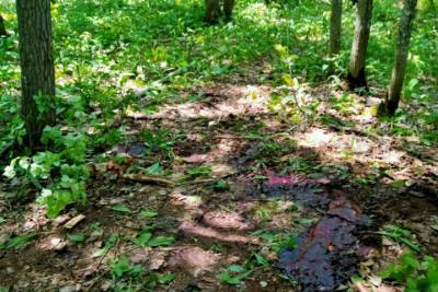 Под Саратовом в лесу обнаружили разделанные останки лося