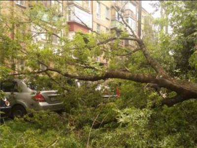 На Чоколовке в Киеве дерево рухнуло на иномарку