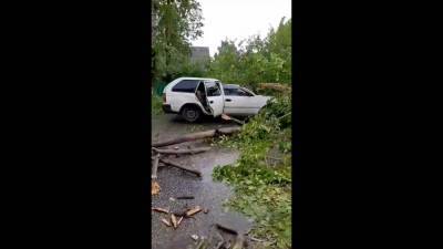 Дерево упало на автомобиль в Новокузнецке