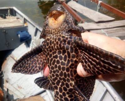 В Днепре поймали необычную рыбу, которая водится в Южной Америке