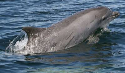В Финском заливе увидели дельфинов