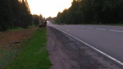 Водителей предупредили о лосе, гуляющем по Киевскому шоссе