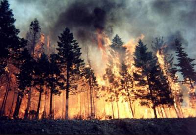 Дальний Восток России снова охвачен лесными пожарами
