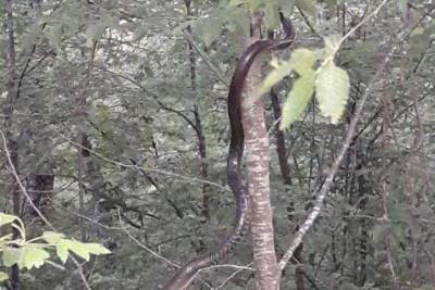 Туристы наткнулись на огромных змей в лесах Туапсе