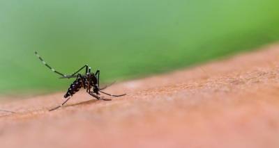 Как избавиться от зуда после укуса комара: простое средство, которое облегчит вам жизнь