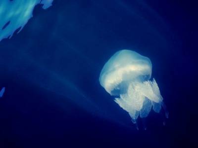 На популярном курорте под Запорожьем туристы заявили о нашествии медуз