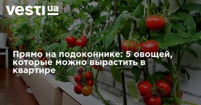 Прямо на подоконнике: 5 овощей, которые можно вырастить в квартире