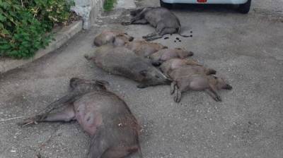 Возле Хайфы травят диких кабанов, обнаружены 11 мертвых животных