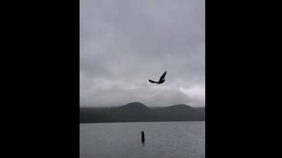 Хитрый орел сорвал рыбу прямо с крючка – видео